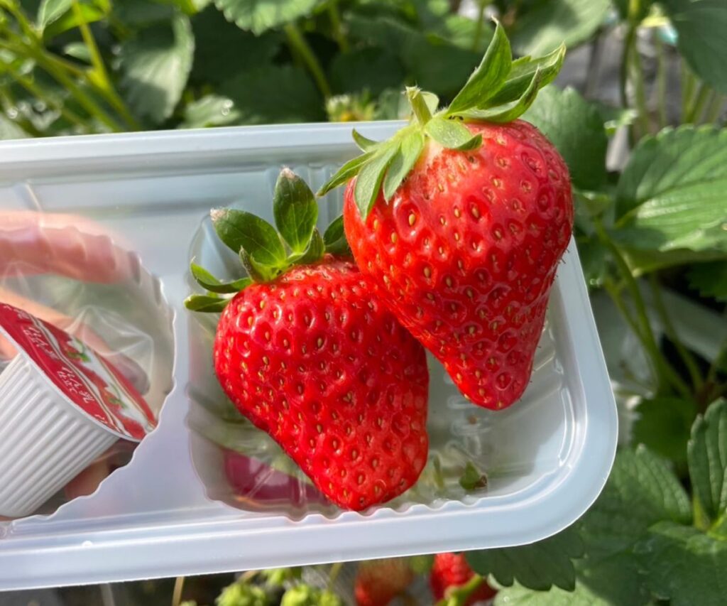 小川いちご農園